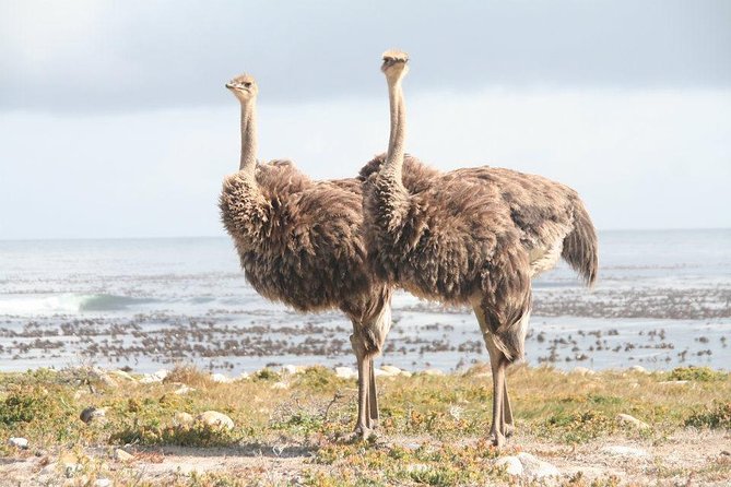 MUST DO: Cape Peninsula Tour & Good Hope From Cape Town! #1 Rated - The Sum Up