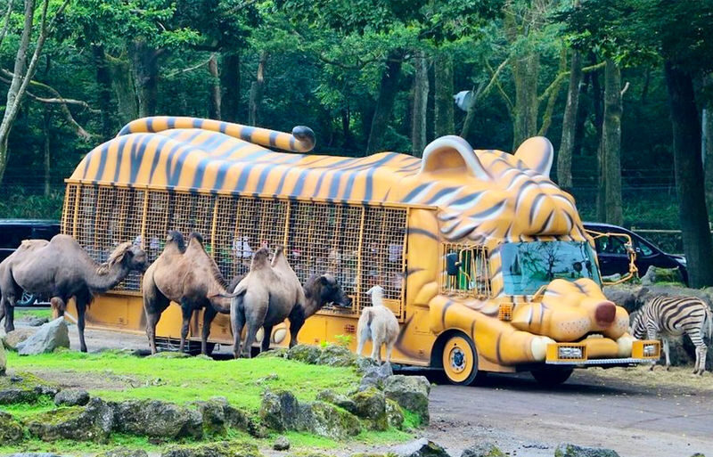 Must-Do for Families: Fuji Safari Park x Oshino Hakkai x Oishi Park | See Animals Up Close - Day Trip to Mount Fuji (From Tokyo) - What to know before you book