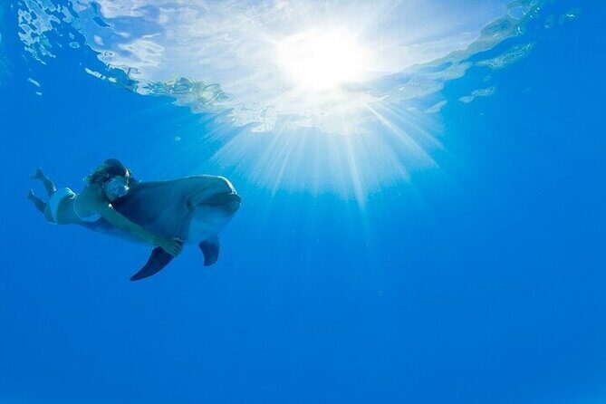 Must-DO The only and Unique Natural Space Dolphin Encounter Cabo - Good To Know