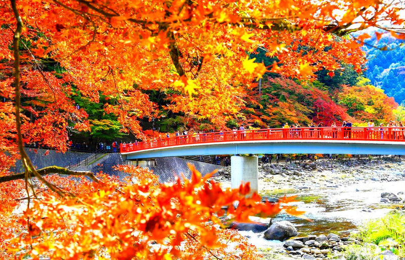Must-See Autumn Foliage Spots in Nagoya, Japan | Kokeizan Eiho-ji Temple: 700-Year-Old Ginkgo Trees & the Unique Spectacle of Obara Cherry Blossoms and Maple Leaves Together & Korankei Valley Autumn Leaves One-Day Tour - Three kinds of autumn scenery in one day