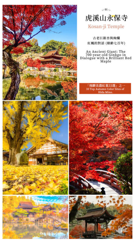 Must-See Autumn Foliage Spots in Nagoya, Japan | Kokeizan Eiho-ji Temple: 700-Year-Old Ginkgo Trees & the Unique Spectacle of Obara Cherry Blossoms and Maple Leaves Together & Korankei Valley Autumn Leaves One-Day Tour - Eiho-ji: an old ginkgo and a temple garden
