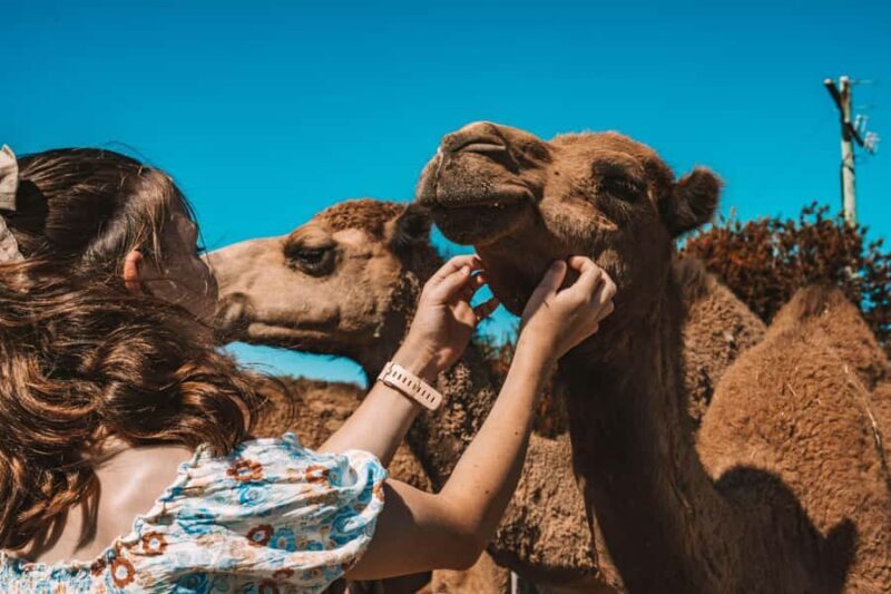 Mutchilba: Farm Animal Feeding - Good To Know