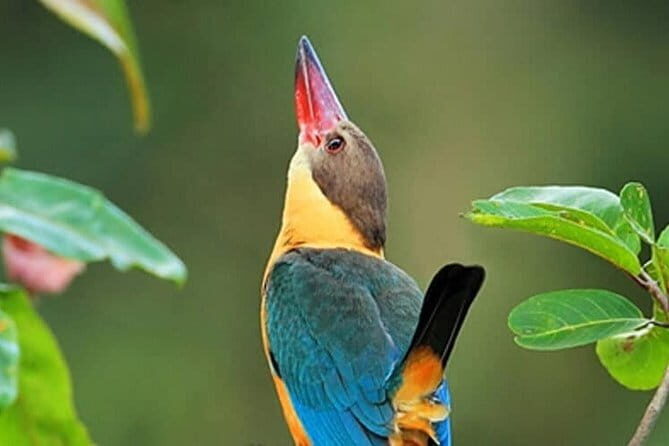 Muthurajawela Bird Watching Tour From Colombo & Negombo - An In-Depth Look at the Experience