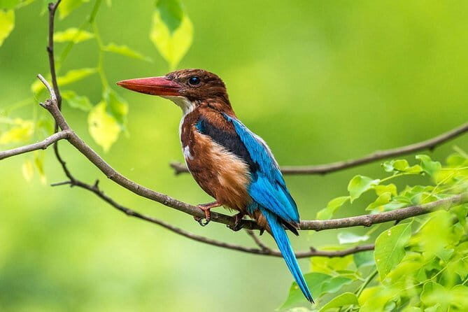 Muthurajawela Bird Watching Tour From Colombo & Negombo - Exploring the Muthurajawela Bird Watching Tour from Colombo & Negombo