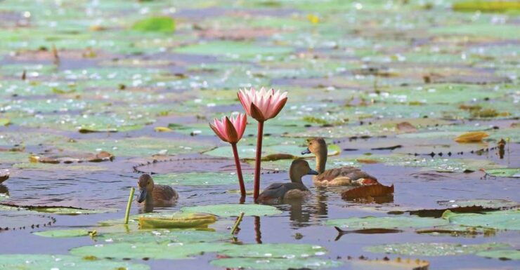 Muthurajawela Bird Watching Tour From Negombo and Colombo - Booking Details