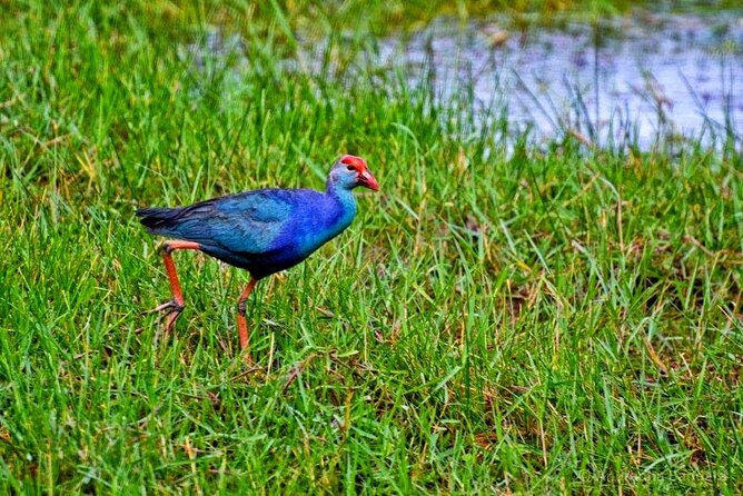 Muthurajawela Bird Watching Tour From Negombo / Colombo - Common Questions
