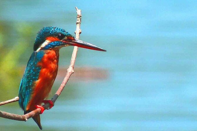 Muthurajawela Bird Watching Tour From Negombo / Colombo - The Sum Up