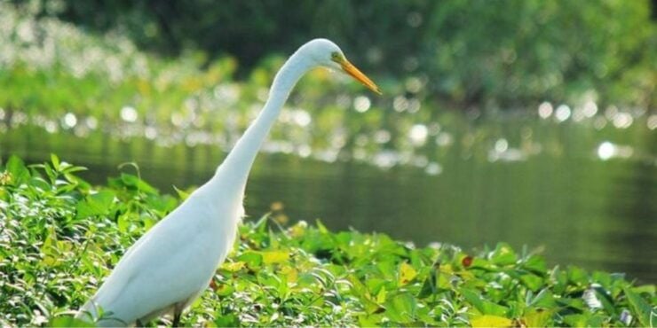 Muthurajawela: Wetland Bird Watching Tour From Colombo! - Activity Details