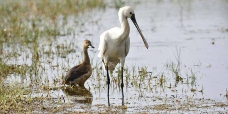 Muthurajawela: Wetland Bird Watching Tour From Colombo! - Experience Highlights