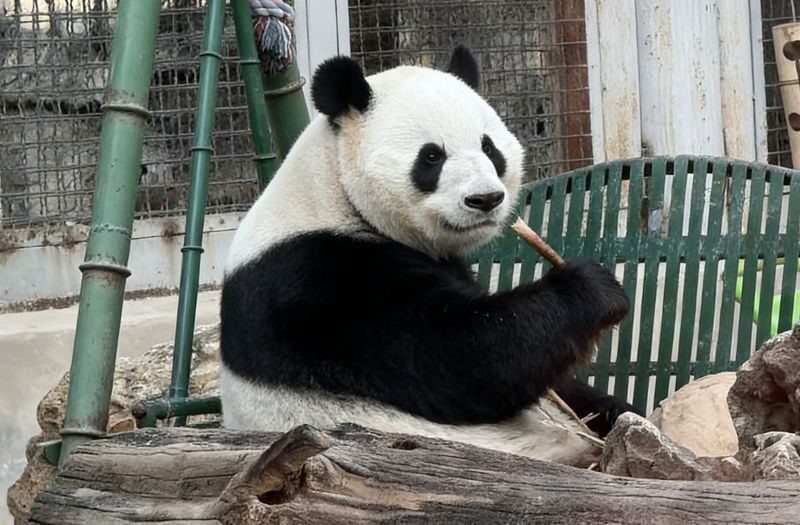 Mutianyu Great Wall & Panda UNESCO Site Private Day Tour - Should you book it?