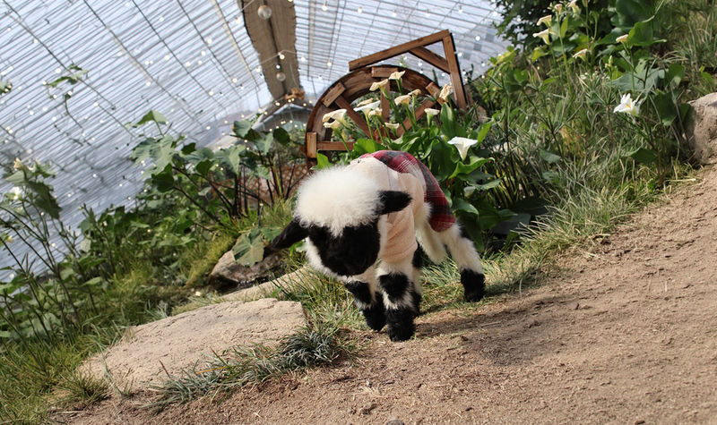 My Animal Story & LEGOLAND Korea Interactive Day Tour - At a glance