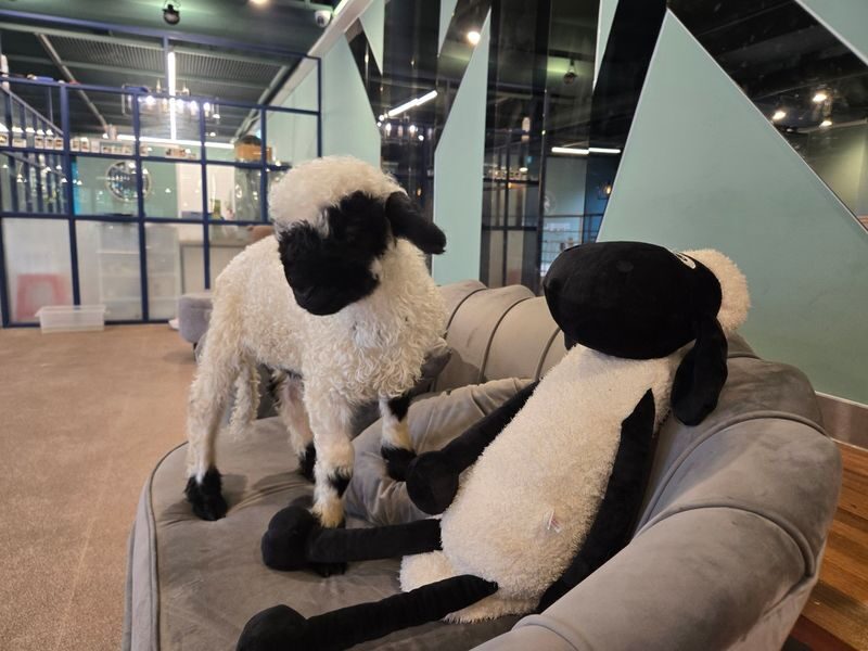 My Animal Story & LEGOLAND Korea Interactive Day Tour - Pyeonggang Land for a slower-looking stop