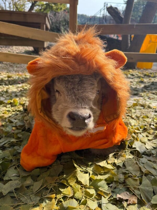 My Animal Story & LEGOLAND Korea Interactive Day Tour - LEGOLAND Korea: four hours calls for a plan