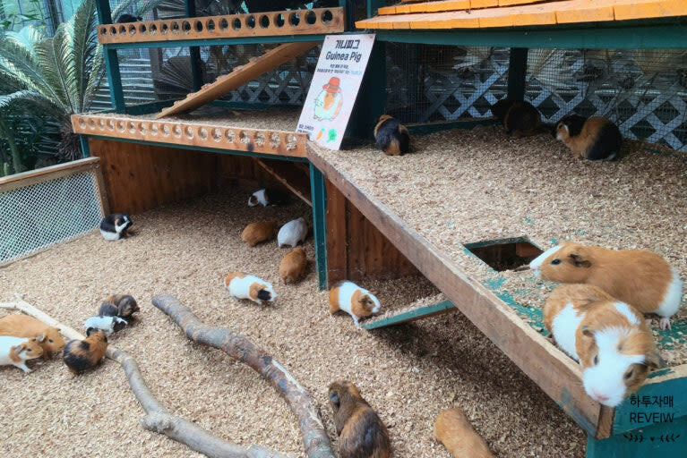 My Animal Story & LEGOLAND Korea Interactive Day Tour - Transport and guide service