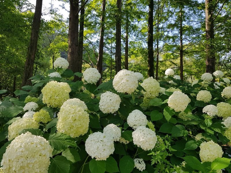 My Animal Story & LEGOLAND Korea Interactive Day Tour - Who will enjoy this day most