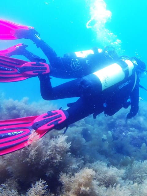 My first scuba dive into the Ocean from Sao Miguel - Pricing and Value