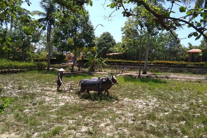 MY LAI MASSACRE Tour From Hotel in Da Nang City or Hoi an City ( Private Tour ) - Pricing