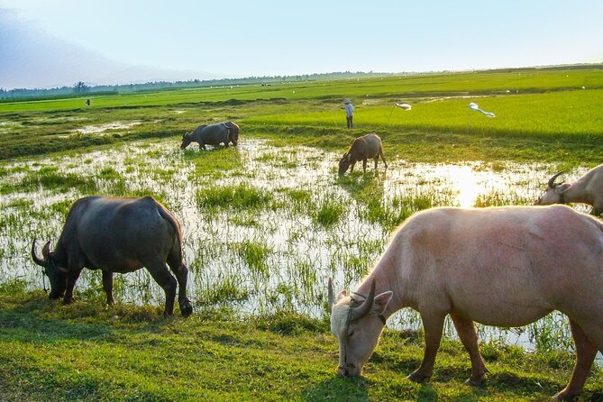 My Son Sanctuary Bike Tour From Hoi an - Tour Highlights