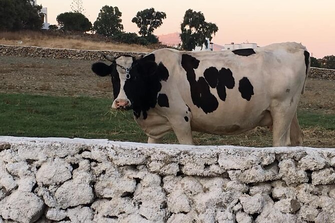 Mykonian Farm Experience - Reviews