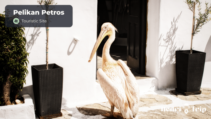 Mykonos & Délos : The Only Guide - Good To Know