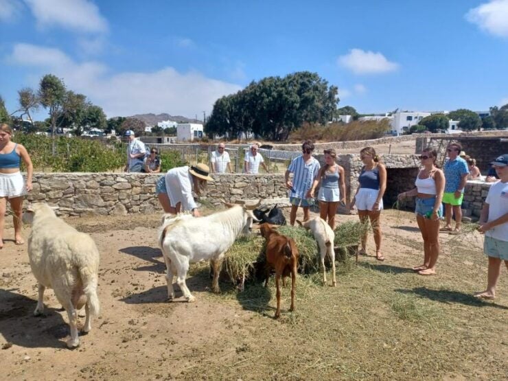 Mykonos Highlights Tour - Experience Highlights