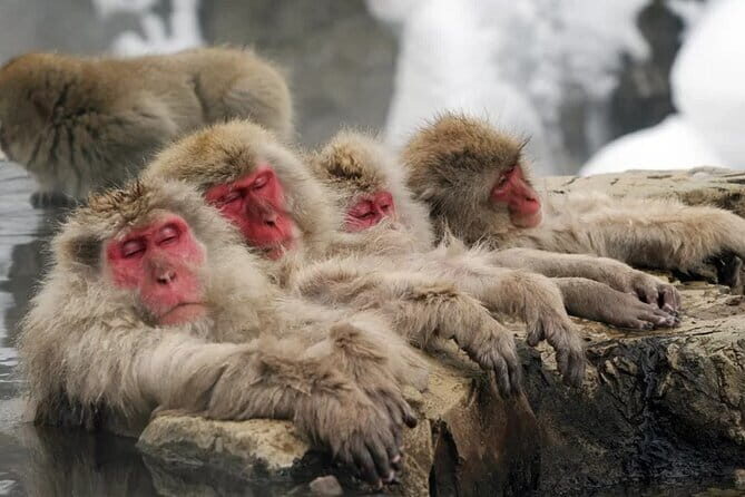Myoko and Madarao Day Tour Snow Monkeys, Zenkoji and Sake - Good To Know