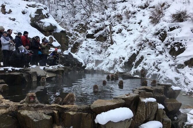 Myoko and Madarao Day Tour Snow Monkeys, Zenkoji and Sake - Full Review: Exploring Nagano in a Day