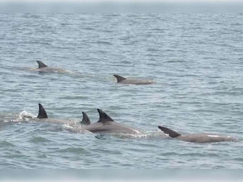 Myrtle Beach: Dolphin Cruise on the Sea Screamer - An Inside Look at the Experience