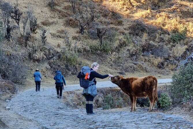 Mystic Darjeeling to Tonglu Day Trek - Introduction