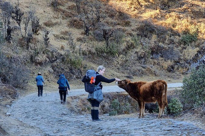 Mystic Darjeeling to Tonglu Day Trek - Practical Details and Tips