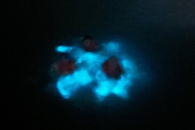 Mystic Waters A Bioluminescent Night Tour - Final Thoughts: Who Should Book This Tour? 