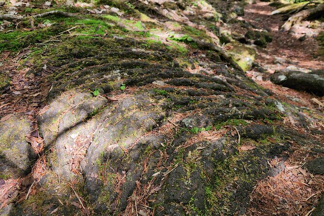 Mystical Fuji Forest Guide Running Trip (Shoe Rental Included) - Practical Considerations