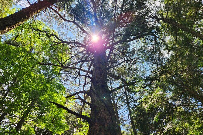 Mystical Fuji Forest Guide Running Trip (Shoe Rental Included) - Who Should Consider This Tour?