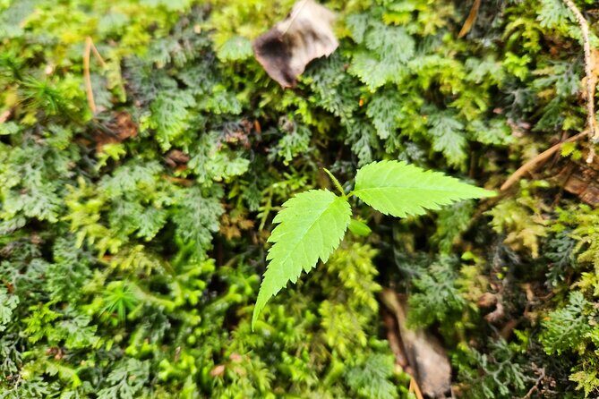 Mystical Fuji Forest Guide Running Trip (Shoe Rental Included) - FAQ