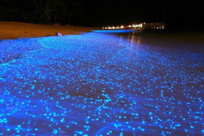 Mystical Nights: Fireflies & Blue Tears Adventure - Good To Know