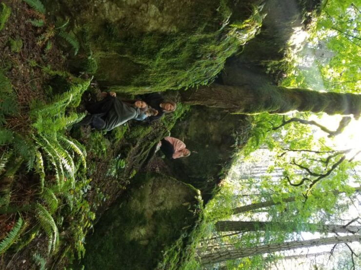 Mystical Rainforest Tour - Forest Magick - Booking Information