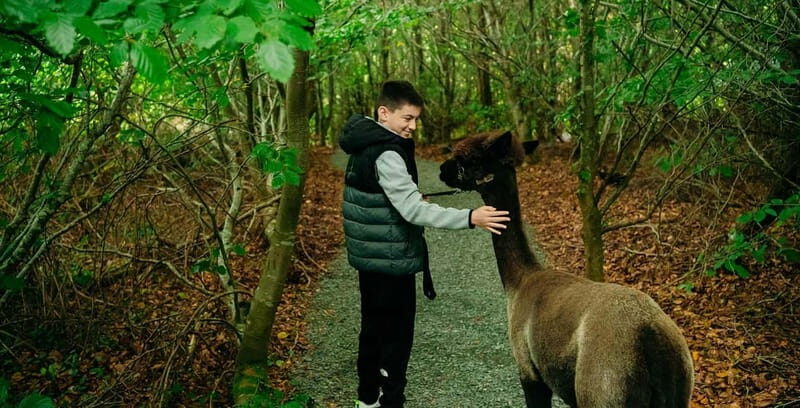 N. Ireland: Award Winning Guided Scenic Alpaca Trekking - Good To Know