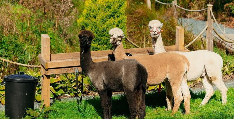 N. Ireland: Award Winning Guided Scenic Alpaca Trekking - Who Is This Tour Best For?