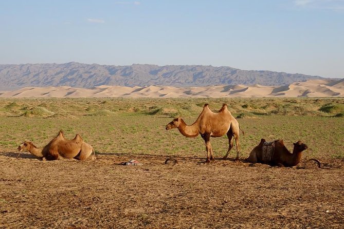 Naadam & Sand Dunes - Tour Highlights and Inclusions