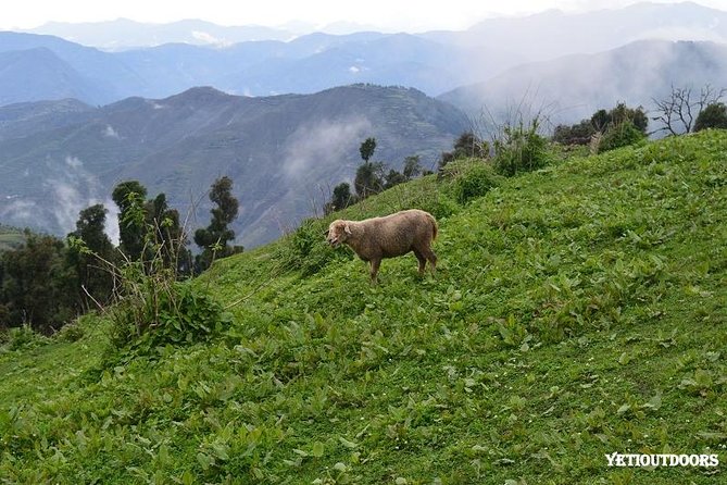 Naag Tibba Trek - Trail Difficulty and Length