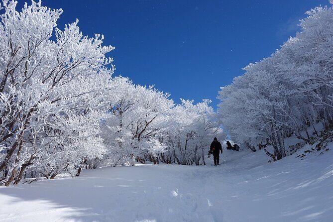 Nabana no Sato, Gozaisho Frozen Tree and Outlet Tour from Osaka - Good To Know