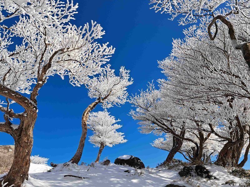 Nabana no Sato & Gozaisho Ropeway Full-Day Winter Group Tour - Who should choose this tour?
