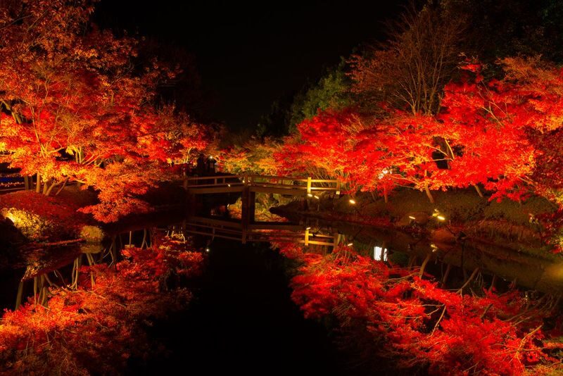 Nabana no Sato Light Show & Jazz Dream Nagashima Full-Day Tour with Onsen - Should you book it?