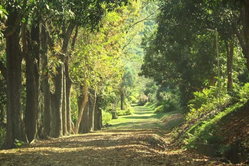 NADI: Exquisite Orchid Garden Tour with Hotspring & Mudpool - Authentic Experiences and Highlights