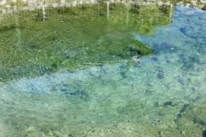 Nadi Full-Day Tour With Garden of the Sleeping Giant, Mud Pool  - Denarau Island - Traveler Photos and Experiences