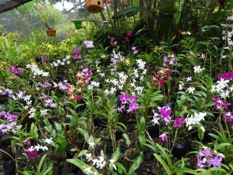 Nadi: Garden Village Hot Spring & Temple Highlights Tour - Value and Pricing: How Good Is It?