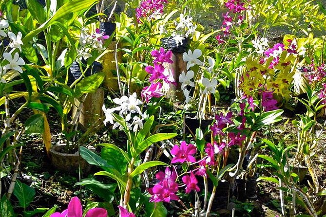 Nadi Half-Day Tour - Top Attractions to Visit