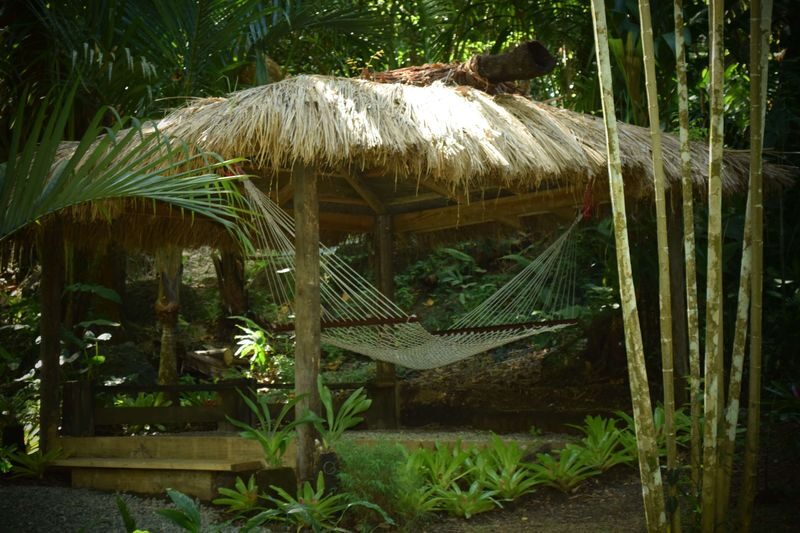 Nadi Therapeutic Mud Pools and Garden Tour in Fiji - Walking among orchids at the Garden of the Sleeping Giant