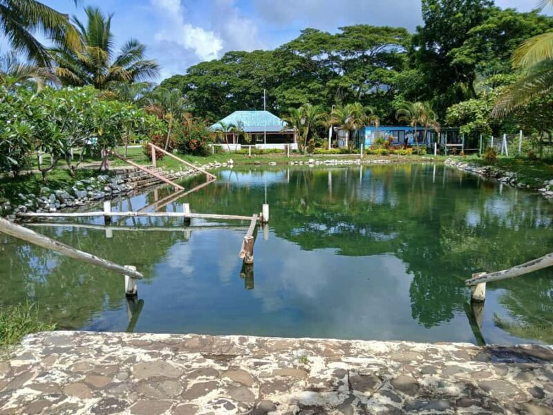 NADI: Tifajek Mud Pool and Hot Spring Natural Spa Tour - The Itinerary Breakdown and What You Can Expect