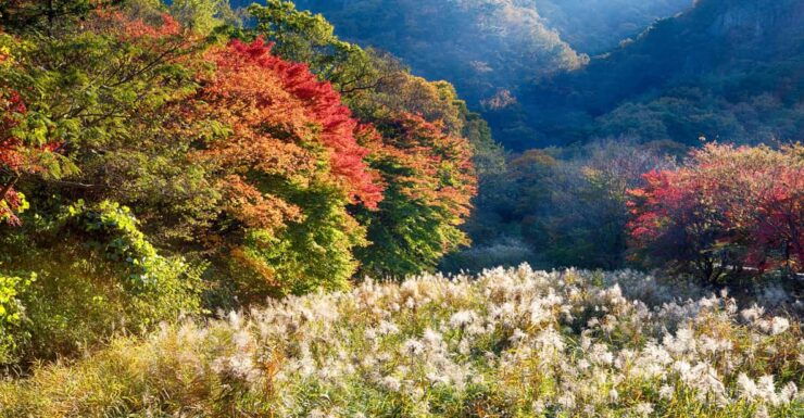 Naejangsan: Highlight of a Korean Autumn Day Trip From Busan - Key Points